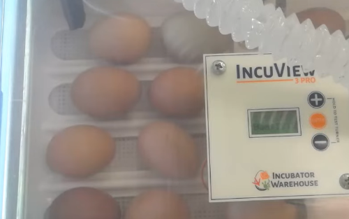 Chicken eggs