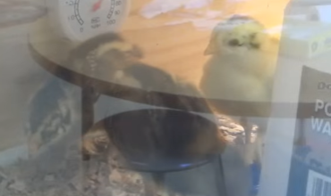 Chicken Hatchlings