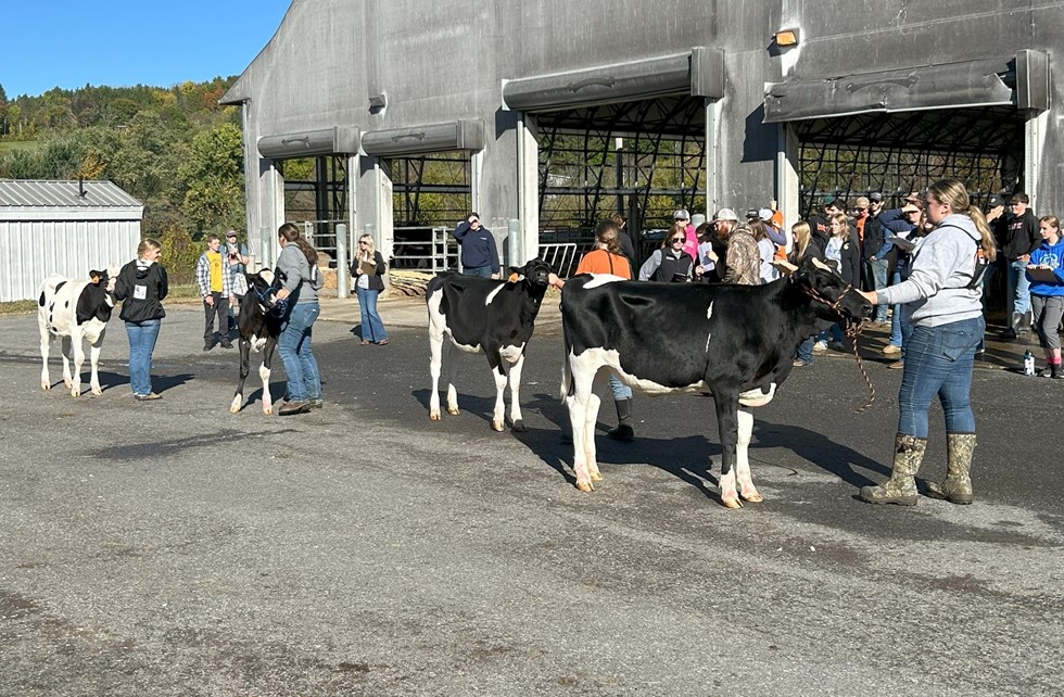 students outside judging cows at a barn